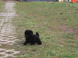 Caniche Toy perros Caniche toy hembra negra - Anuncio 1