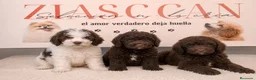 Perro de Agua Español perros en venta: Perro de Agua Español color chocolate! 🤎🐶 - Anuncio 1