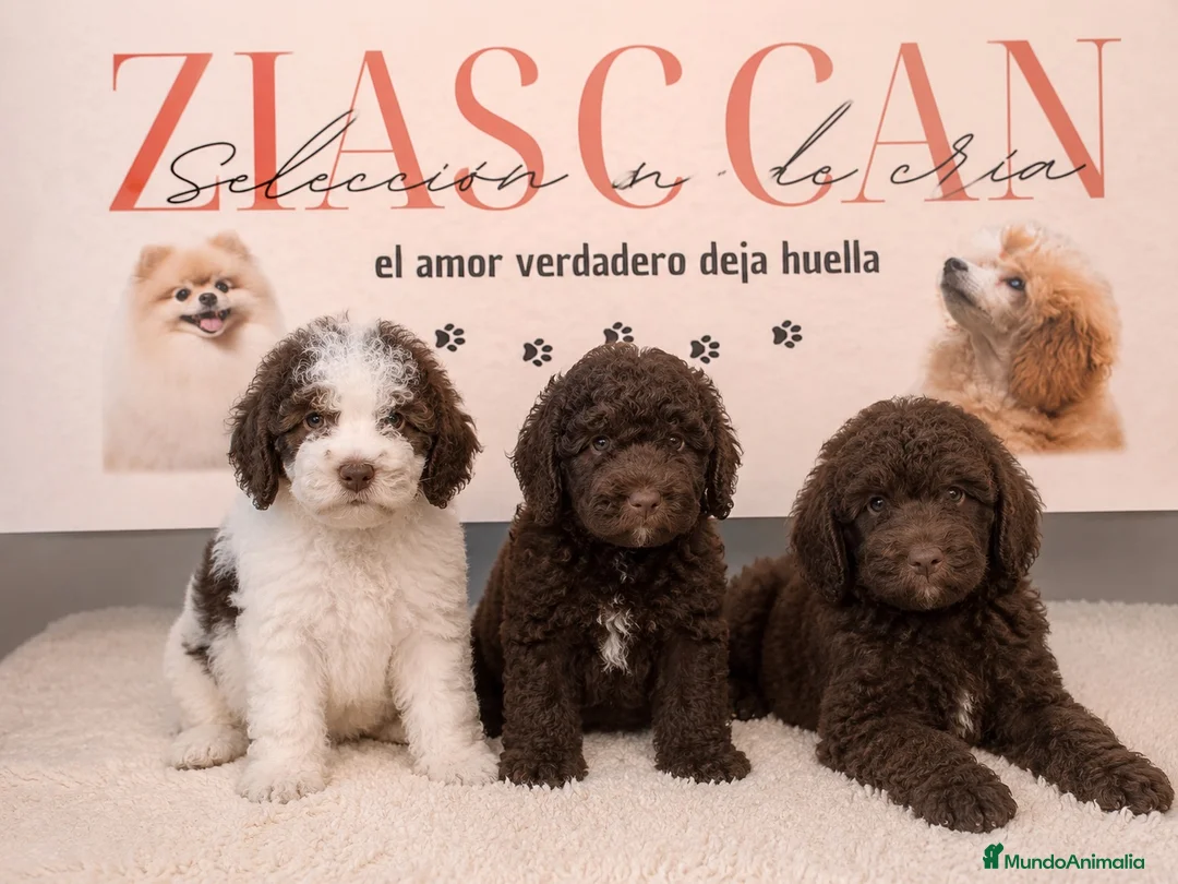 Perro de Agua Español perros en venta: Perro de Agua Español color chocolate! 🤎🐶 - Anuncio 1