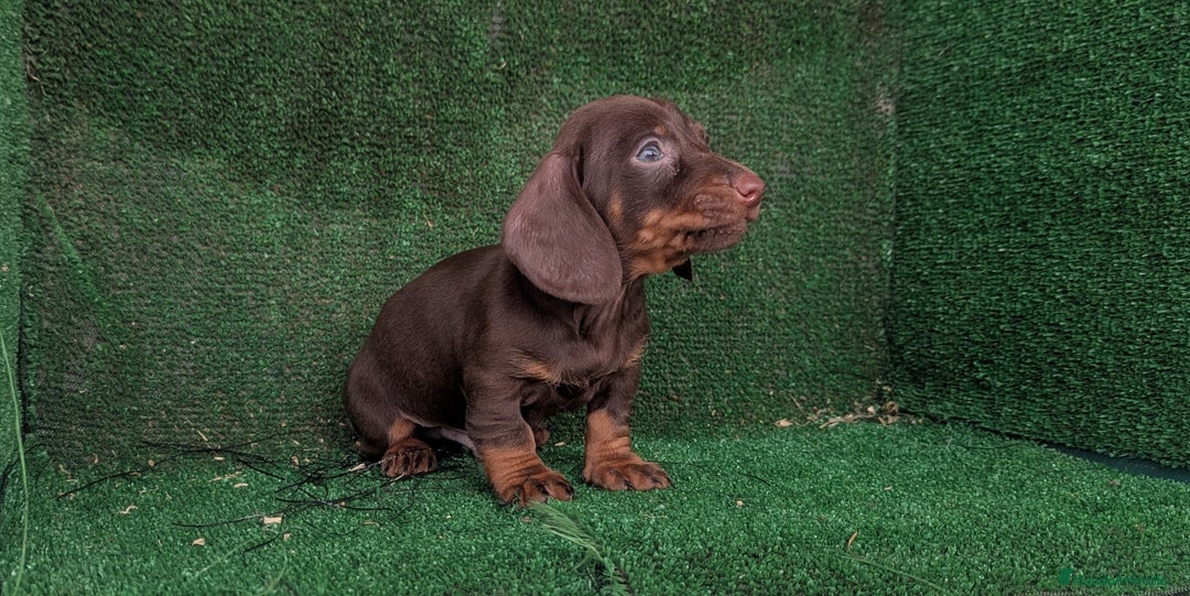 Teckel Miniatura perros en venta: Teckel miniatura  - Anuncio 7