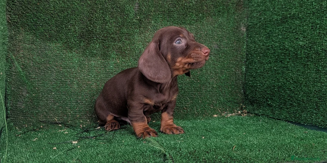 Teckel Miniatura perros en venta: Teckel miniatura  - Anuncio 7