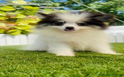 Pomerania perros en venta: POMERANIA HEMBRA ENVIOS A TODA ESPAÑA - Imagen 14
