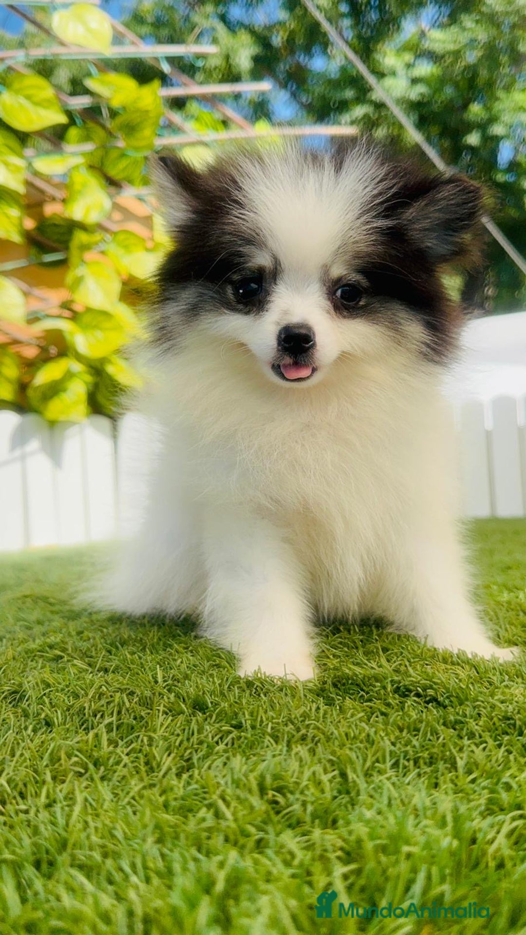 Pomerania perros en venta: POMERANIA HEMBRA ENVIOS A TODA ESPAÑA - Imagen 14