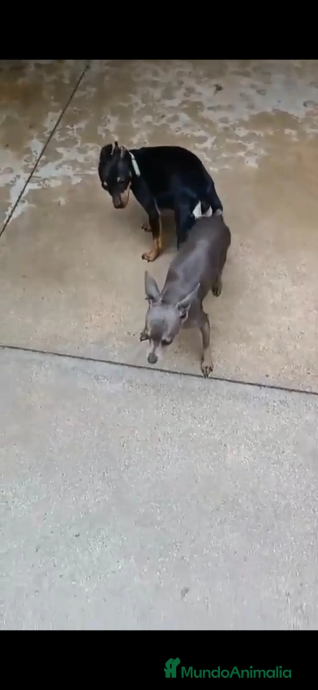 Pinscher Miniatura perros en venta: Mini pincher, minis, minis, máxima calidad - Anuncio 5