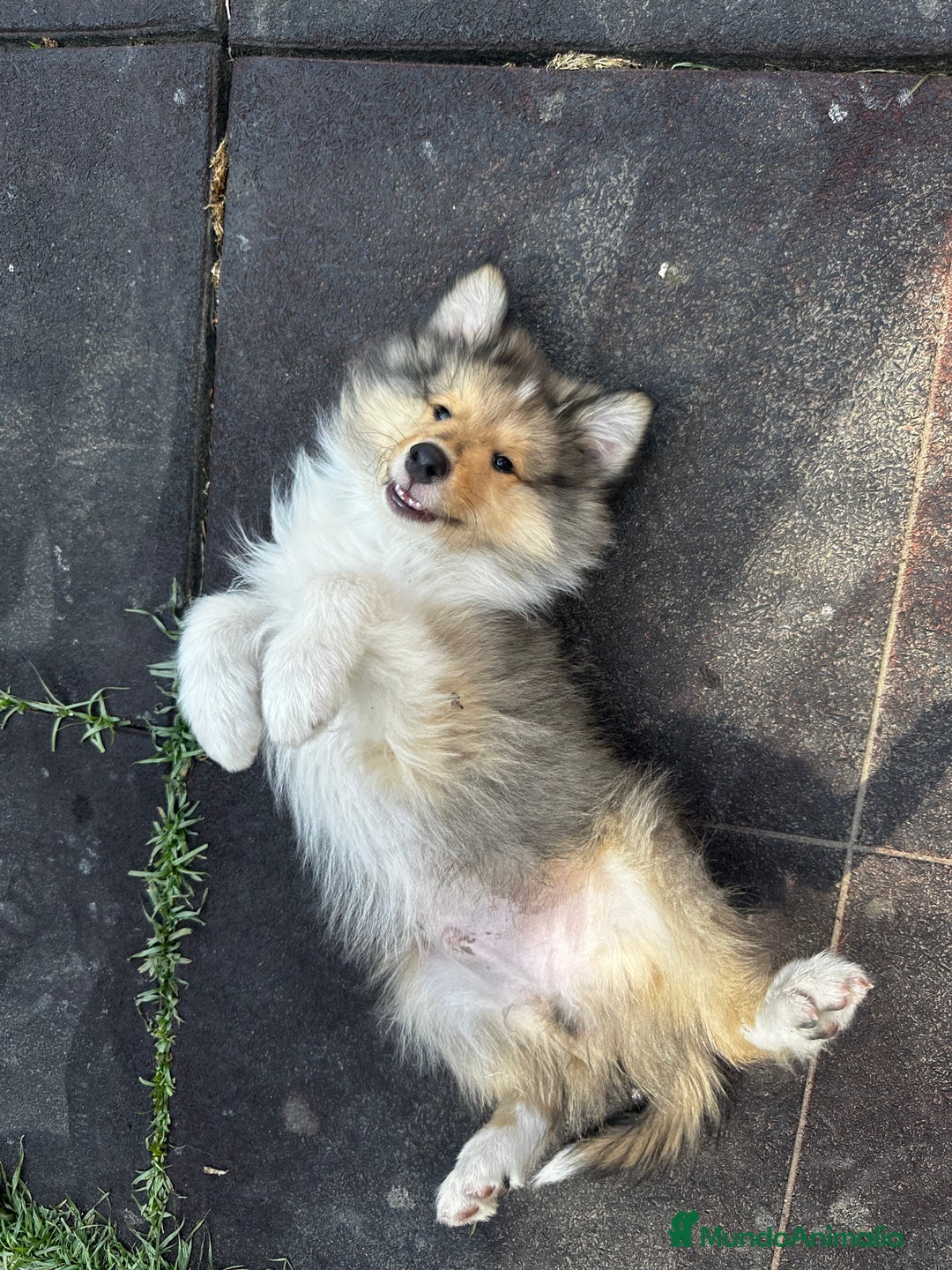 Collie de Pelo Largo perros en venta: Preciosa camada rough collie - Imagen 5