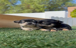 Chihuahua perros en venta: CHIHUAHUA-OJOS AZULES - Imagen 9