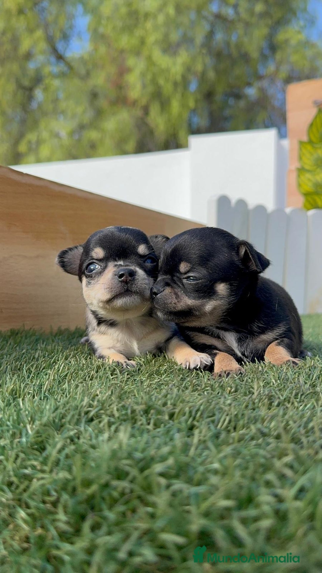 Chihuahua perros en venta: CHIHUAHUA-OJOS AZULES - Imagen 9