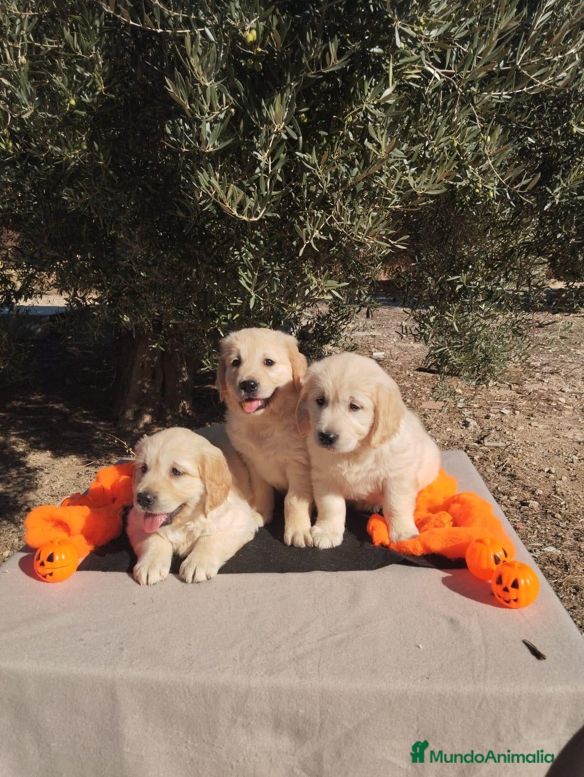 Golden Retriever perros Golden Retriever - Anuncio 1