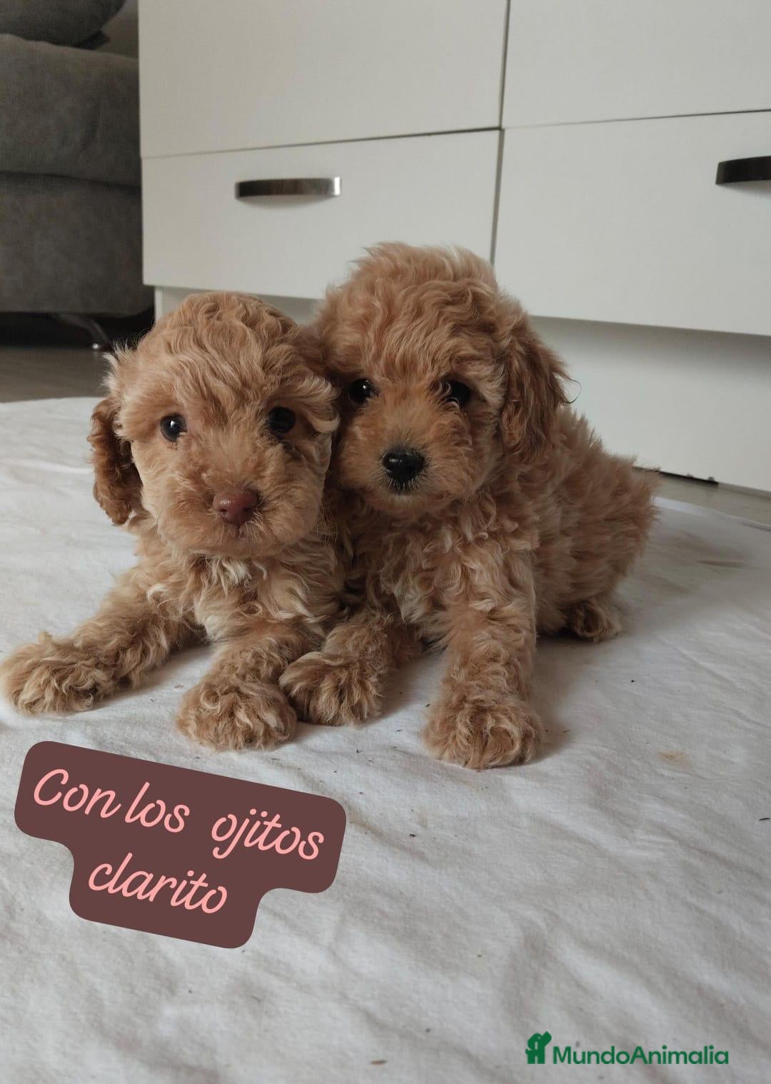 Caniche Toy perros Caniche toy - Anuncio 1