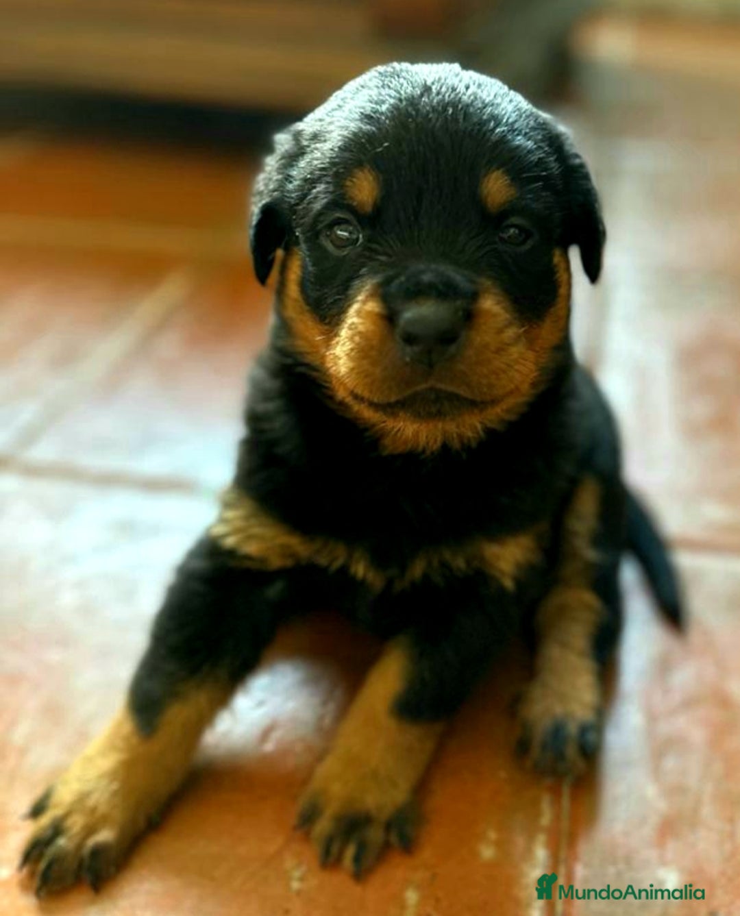 Rottweiler perros en venta: ROTTWEILER - Anuncio 10