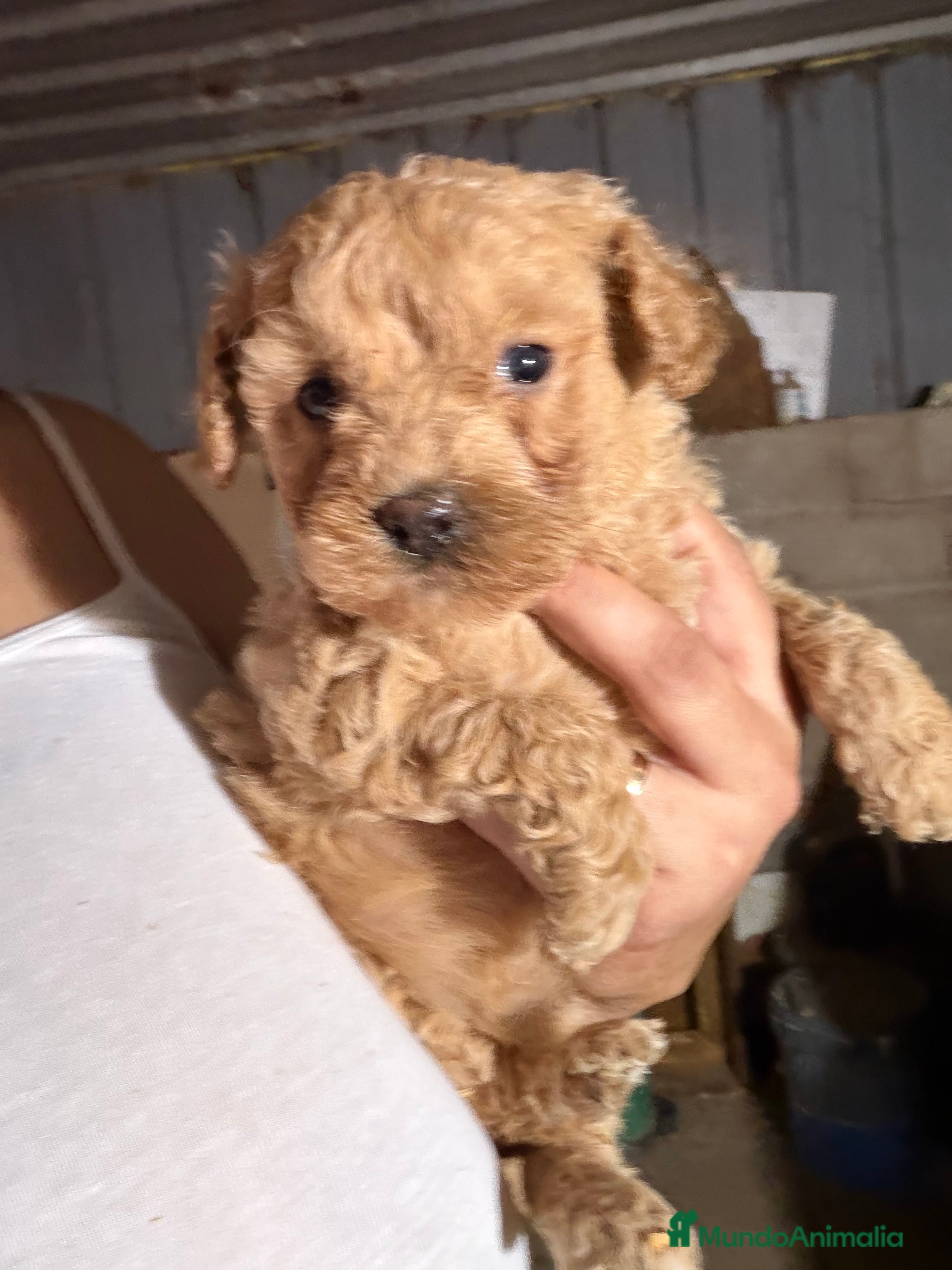 Caniche Enano perros Caniche enano  - Anuncio 1