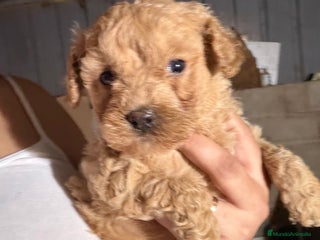 Caniche Enano perros Caniche enano - Anuncio 1