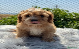 Cavapoo perros en venta: Cavapoo macho   - Imagen 5