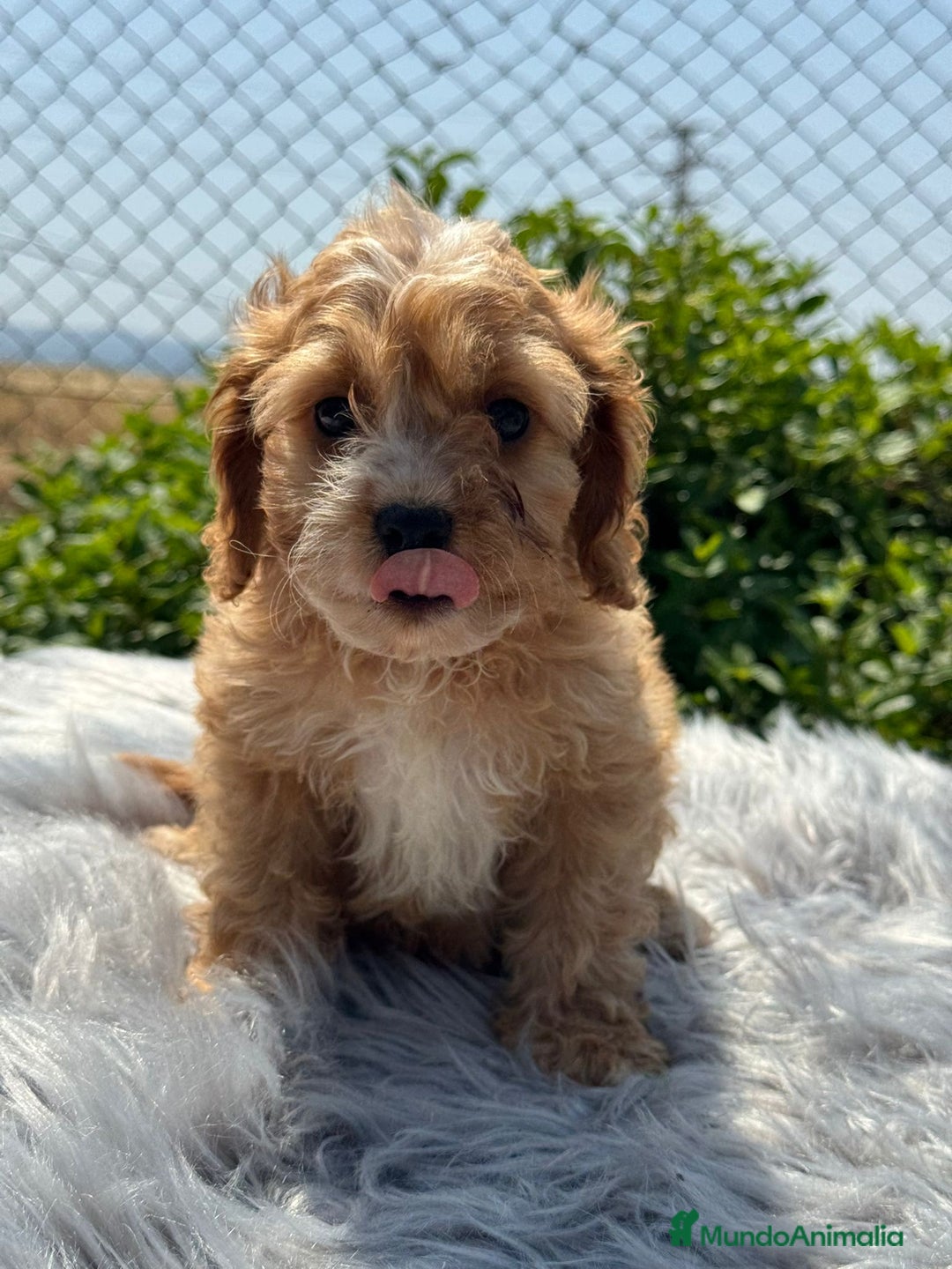 Cavapoo perros en venta: Cavapoo macho   - Imagen 5