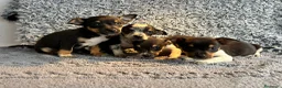 Chihuahua perros en venta: Chihuahua machos  - Anuncio 4