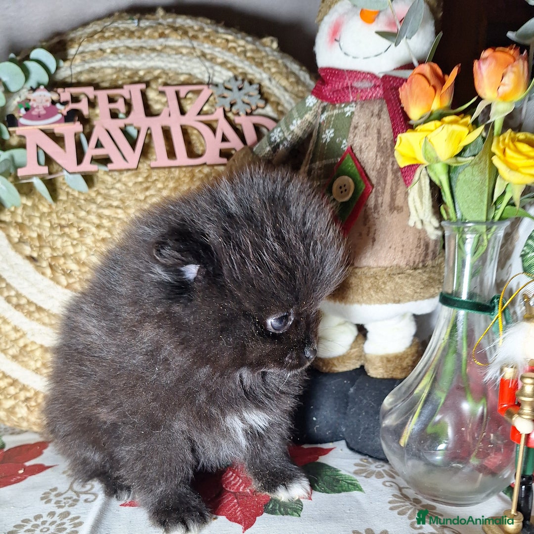 Pomerania perros en venta: POMERANIA  - Anuncio 2