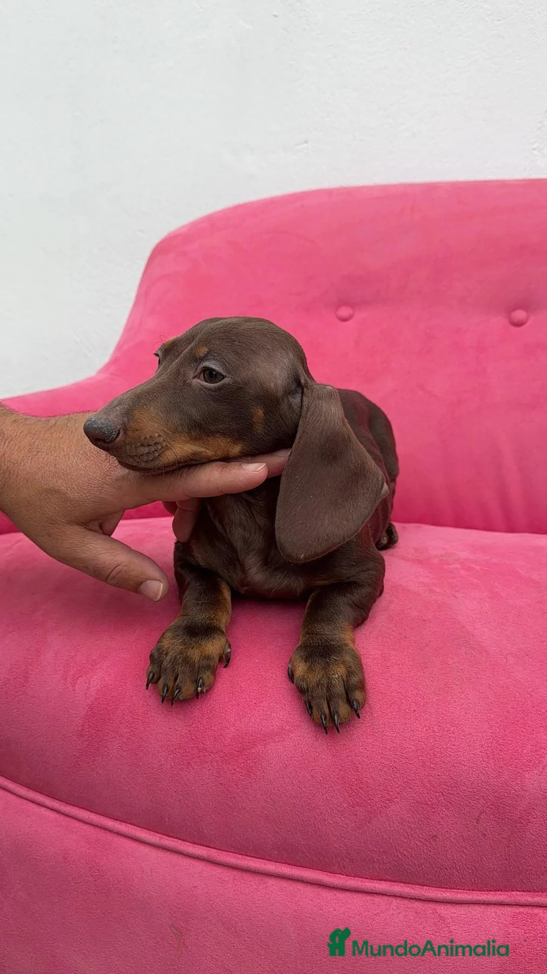 Teckel Miniatura perros en venta: Teckel chocolate mini Macho  - Anuncio 1