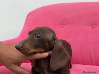 Teckel Miniatura perros Teckel chocolate mini Macho - Anuncio 1