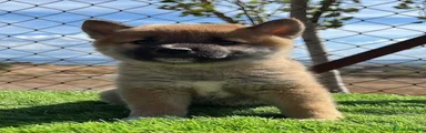 Shiba Inu 1