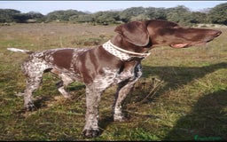 Braco Alemán de Pelo Corto perros en venta: BRACO ALEMÁN IMPRESIONANTE - Imagen 6