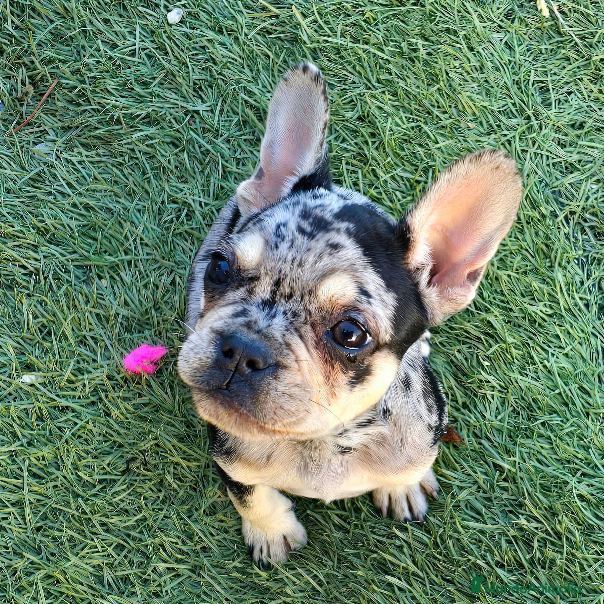 Bulldog Francés perros Bulldog francés  - Anuncio 33