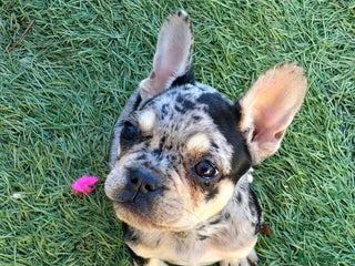 Bulldog Francés perros Bulldog francés - Anuncio 5