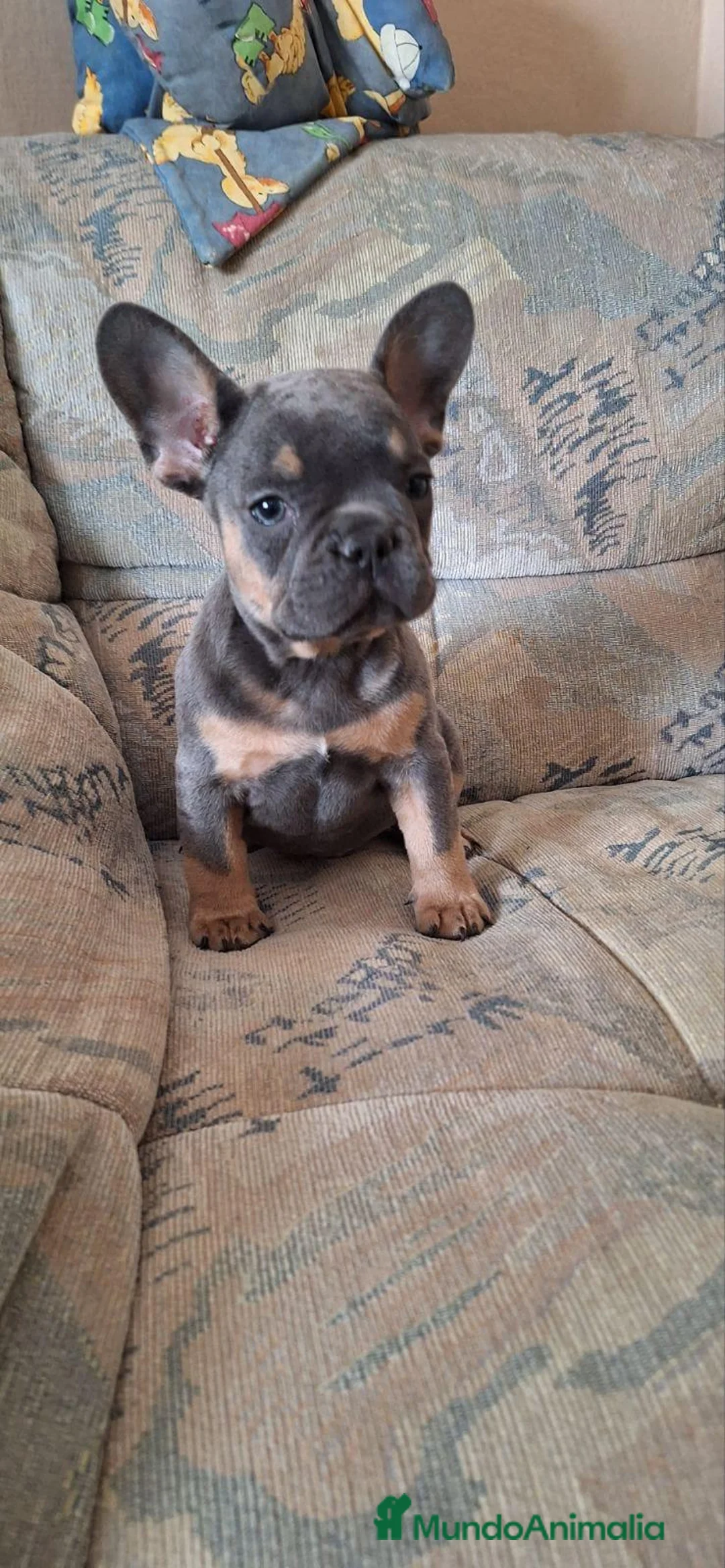 Bulldog Francés perros en venta: Cachorros de Bulldog francés  - Anuncio 2