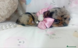 Chihuahua perros en venta: ‼️‼️Chihuahuas muy cariñosos tamaño mini - Imagen 1