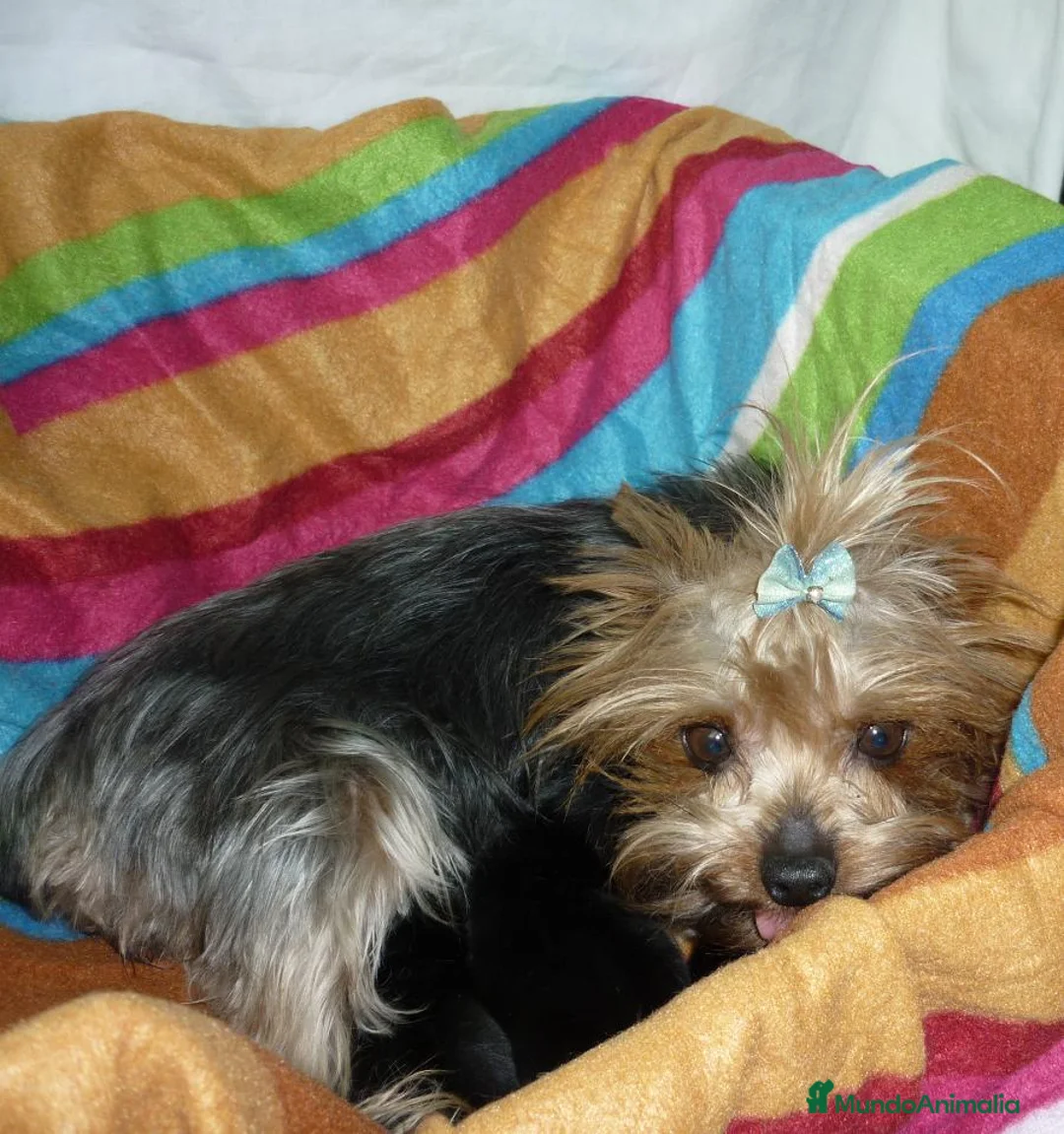Yorkshire Terrier perros en venta: Yorkis en Barcelona - Anuncio 4