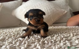 Yorkshire Terrier perros en venta: Yorkshire toy  - Imagen 3