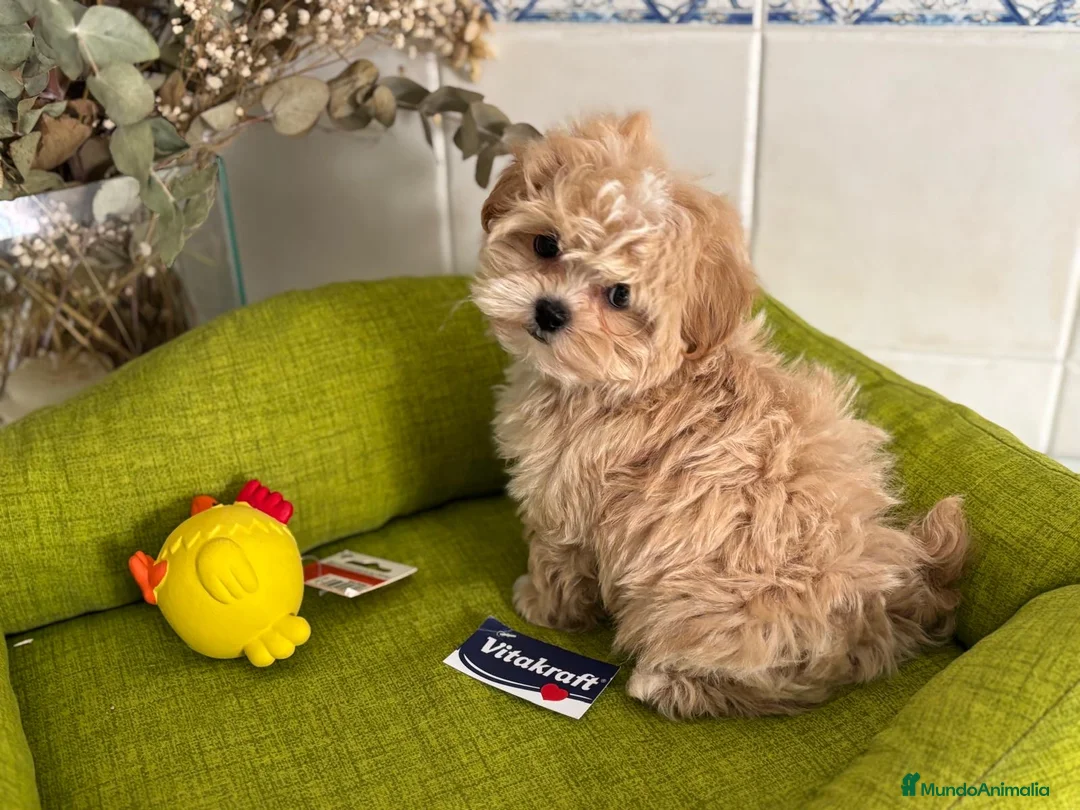 Maltipoo perros en venta: Maltipoo líneas asiática y coreana . - Anuncio 8