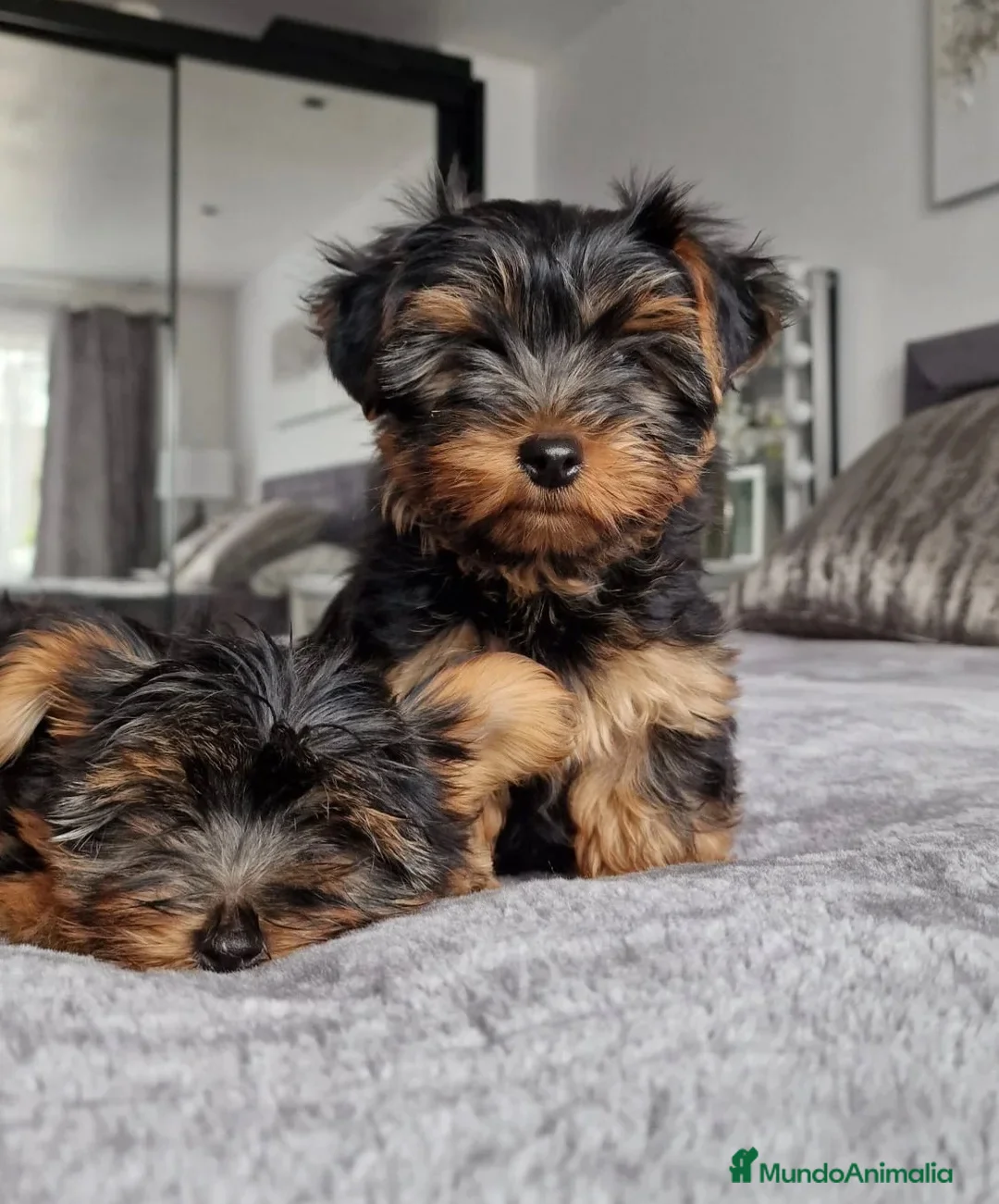 Yorkshire Terrier perros en venta: YORKSHIRE CACHORROS  - Anuncio 6