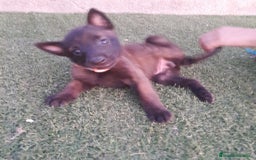Pastor Belga Malinois perros en venta: PASTOR BELGA MALINOIS - Imagen 14