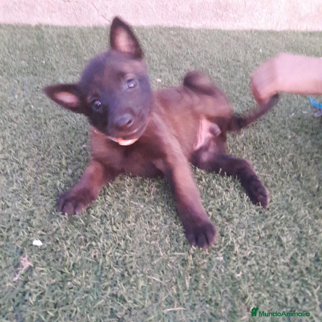 Pastor Belga Malinois perros en venta: PASTOR BELGA MALINOIS - Imagen 14