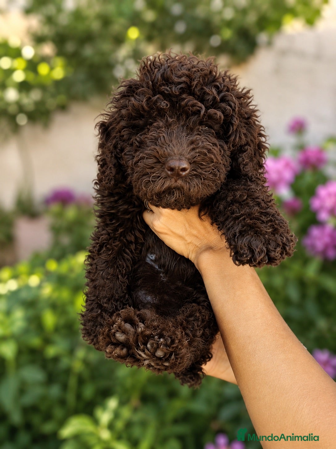 Perro de Agua Español perros Perros de agua chocolate🐶🐾 - Anuncio 3