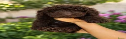 Perro de Agua Español perros en venta: Perros de agua chocolate🐶🐾 en Córdoba - Anuncio 1