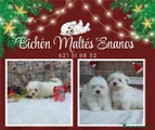 Bichón Maltés Cachorro 3