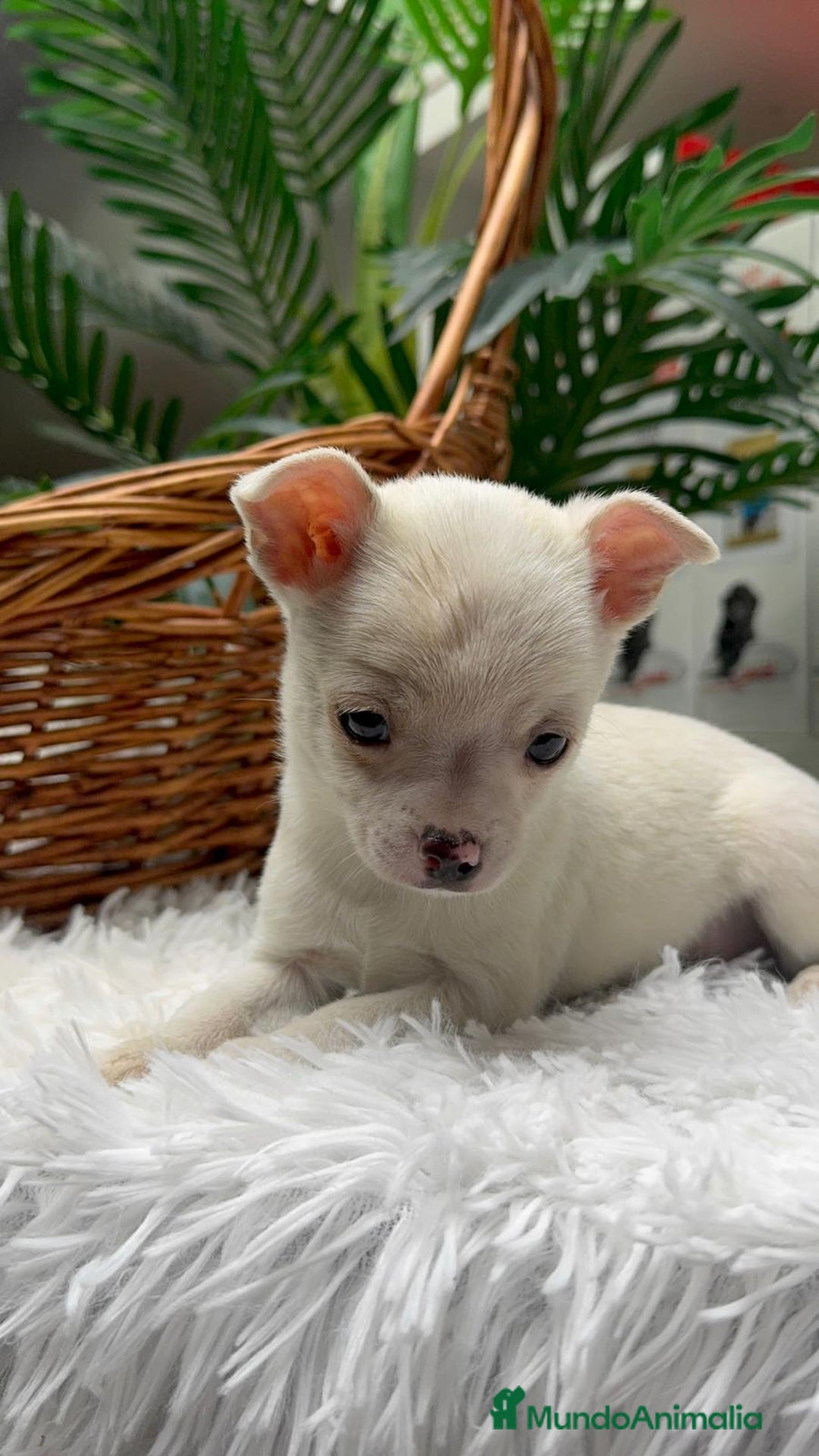 Chihuahua perros en venta: CHIHUAHUA MACHO - Anuncio 13