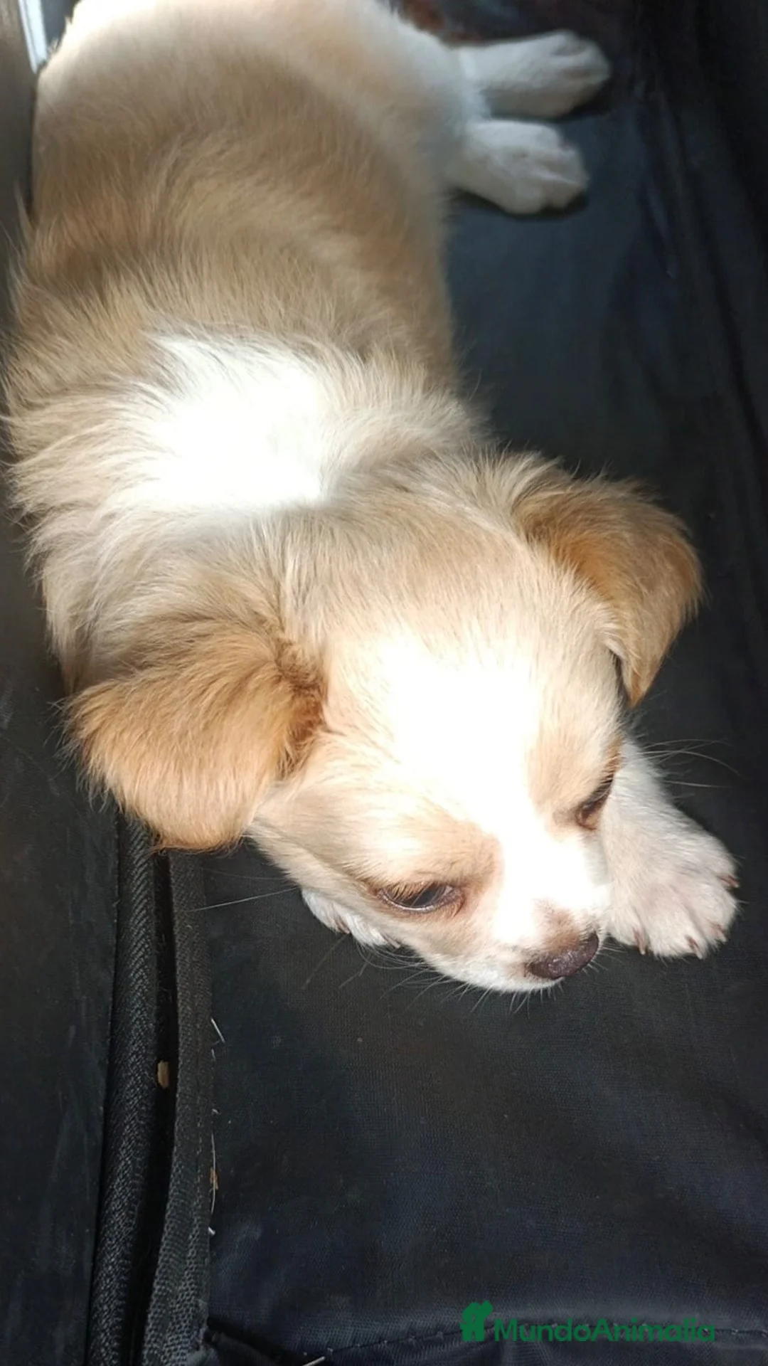 Chihuahua perros en venta: Precioso chichuahua pelo largo  - Anuncio 4