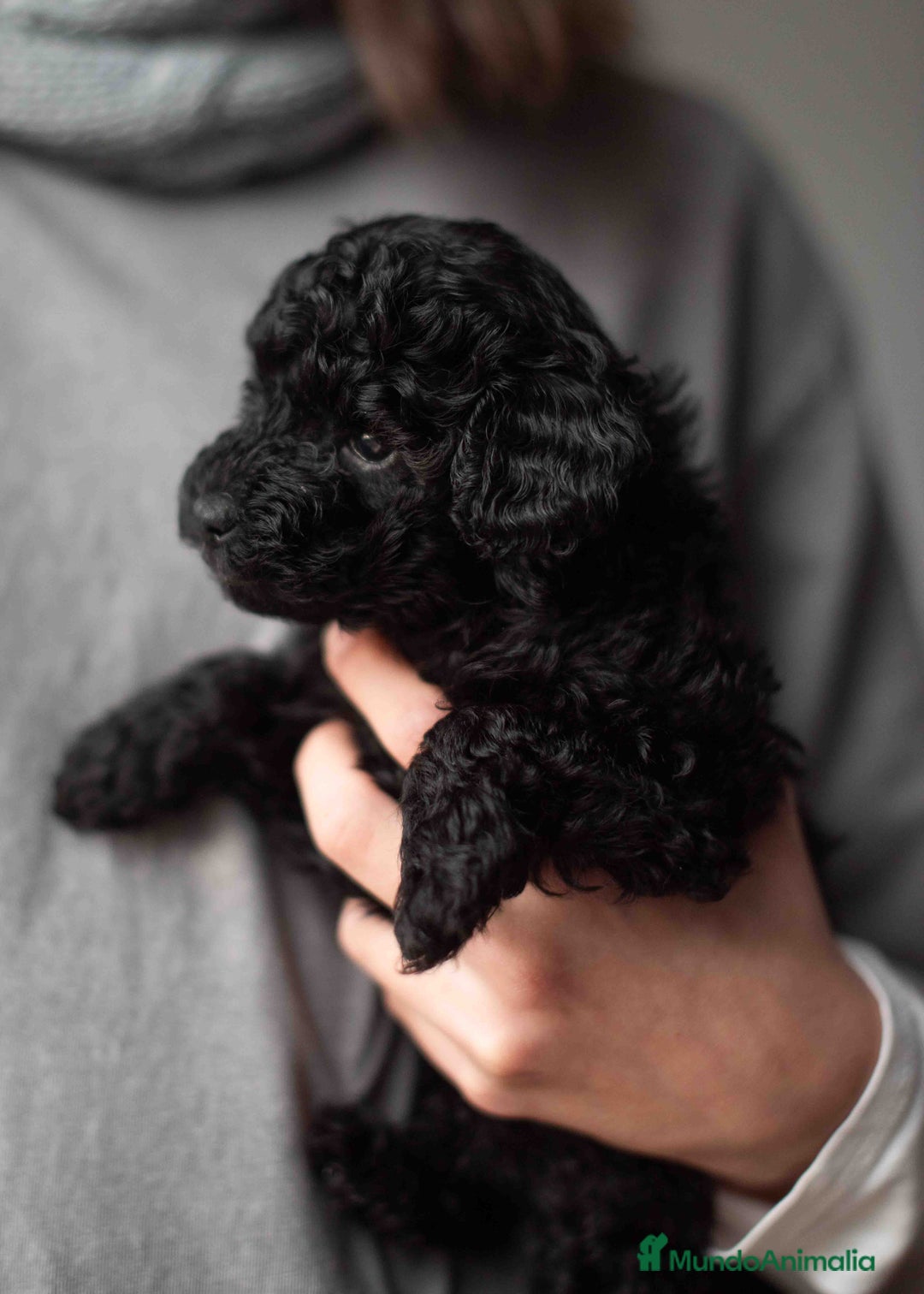 Caniche Toy perros en venta: Caniches toys negros - Anuncio 5