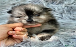 Pomerania perros en venta: POMERANIA MINITOY EXÓTICOS  - Imagen 3