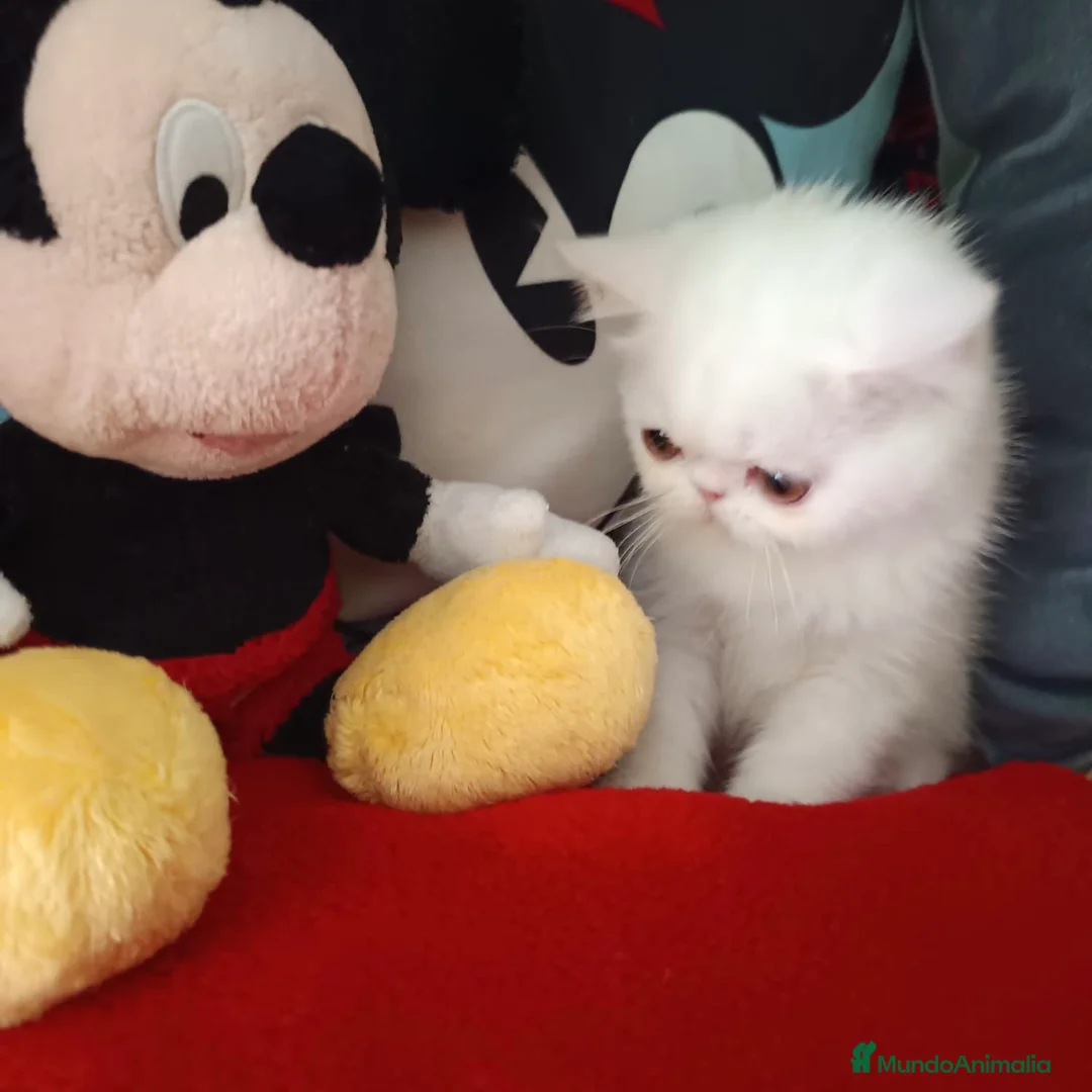 Persa gatos en venta: Persa Exótico  - Anuncio 2