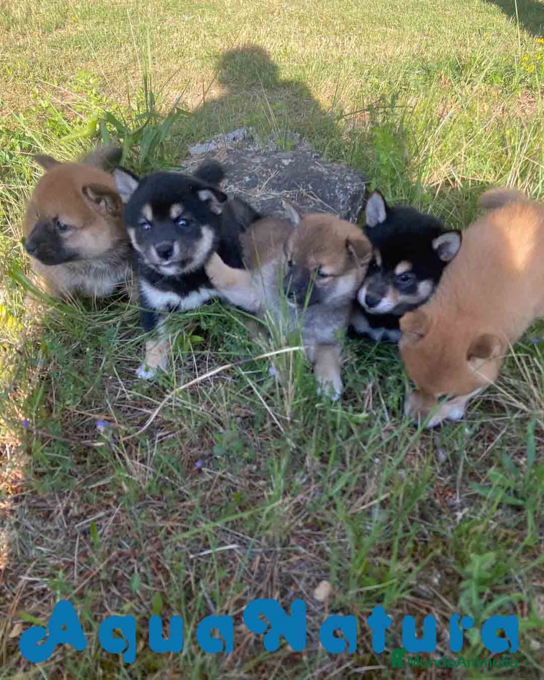 Shiba Inu perros Camada Shiba Inu de Marsi y Simbad AQUANATURA - Anuncio 2