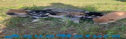 Shiba Inu perros en venta: Camada Shiba Inu de Marsi y Simbad AQUANATURA - Anuncio 1