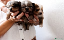 Pomerania perros en venta: Pomerania arlequín  - Imagen 2