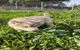 Husky Siberiano perros en venta: Machos Husky siberiano  - Imagen 8