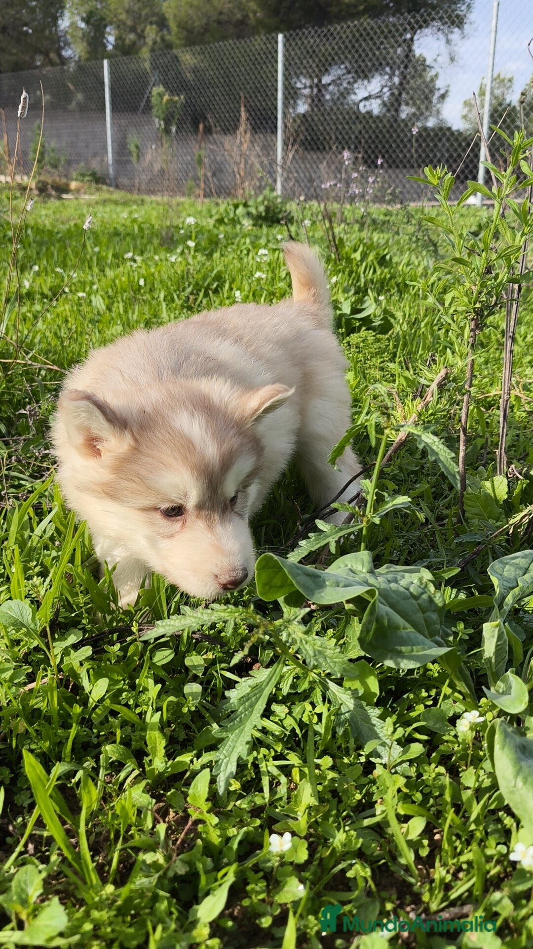 Husky Siberiano perros en venta: Machos Husky siberiano  - Imagen 8