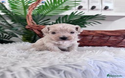 Maltipoo perros en venta: MALTIPOO MACHO - Imagen 9