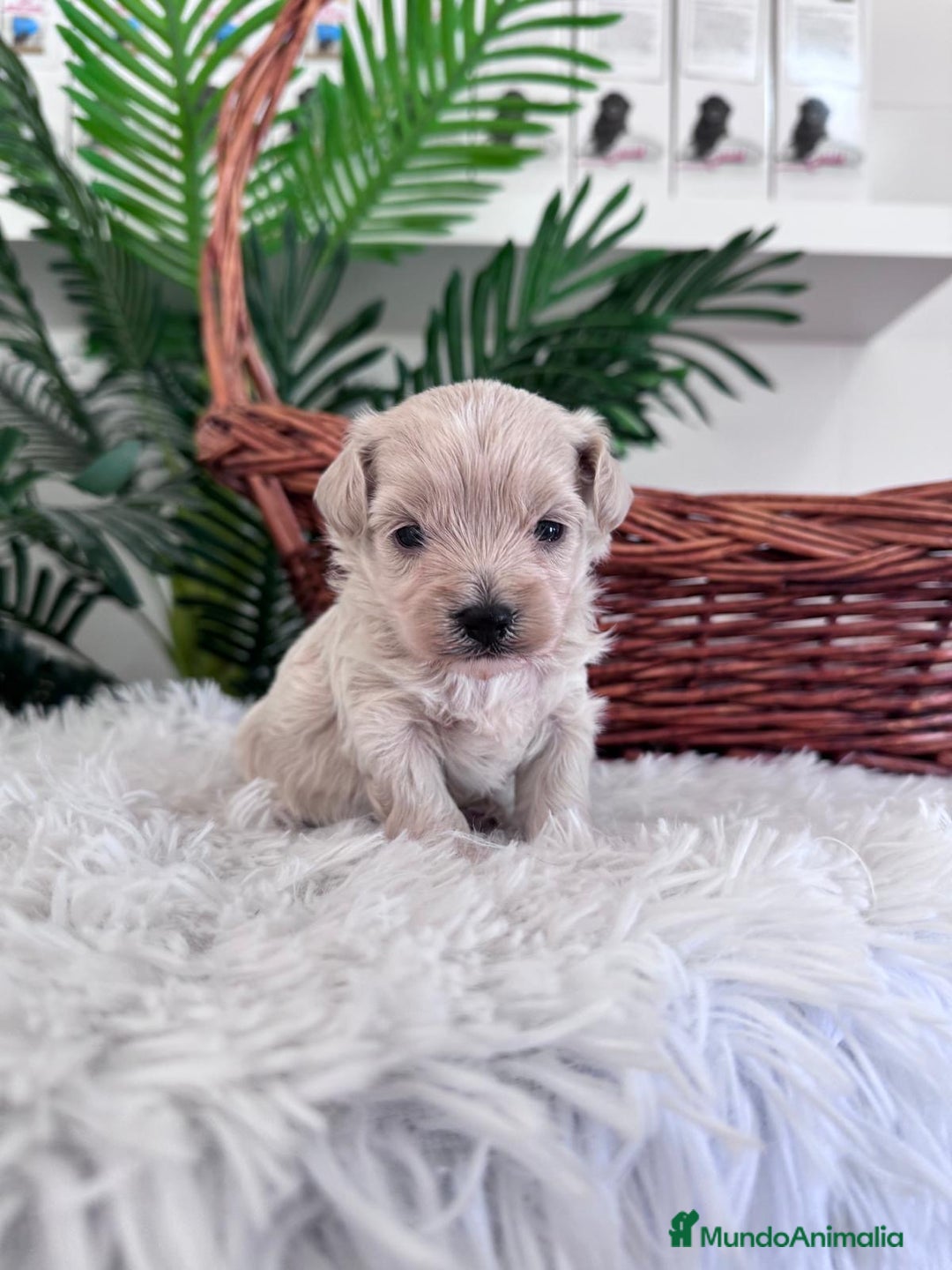 Maltipoo perros en venta: MALTIPOO MACHO - Imagen 9