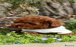 Caniche Toy perros en venta: caniche toy lo más pequeño de la raza  - Imagen 2